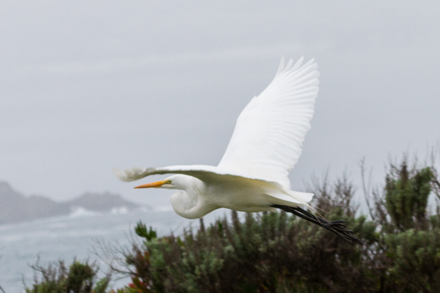 Great Egret