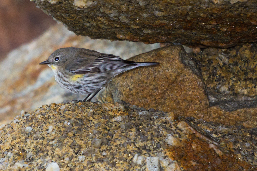 Yellow-rumped Warbler