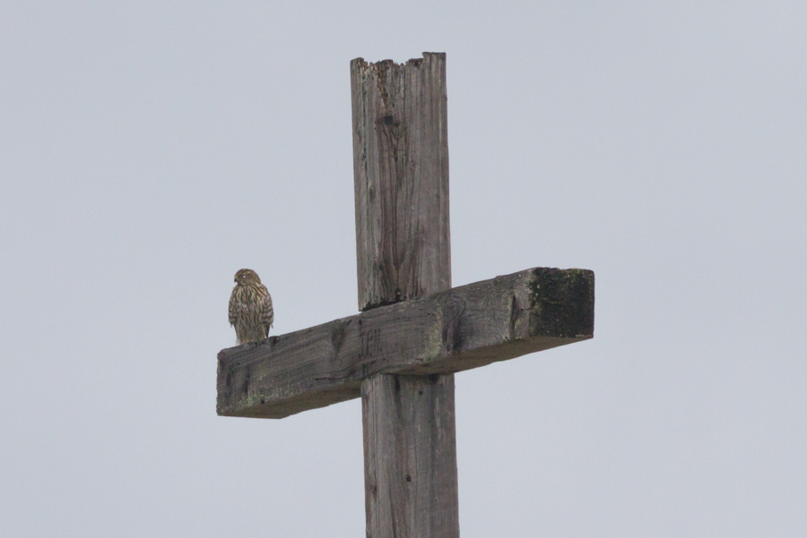 Sharp-shinned Hawk