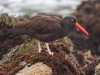 Black Oystercatcher