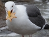 Western Gull