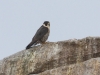 Peregrine Falcon