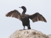 Brandt's Cormorant