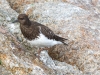 Black Turnstone