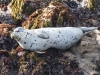 Harbor Seal