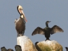 Brown Pelican and Brandt's Cormorant