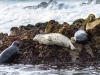 Harbor Seal