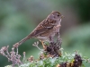 Golden-crowned Sparrow