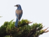 California Scrub-Jay