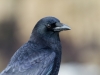 American Crow