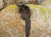 California Rock Squirrel