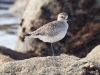 Black-bellied Plover