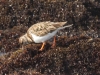 Ruddy Turnstone