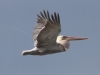 Brown Pelican