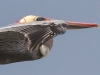 Brown Pelican