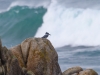 Belted Kingfisher