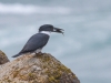 Belted Kingfisher