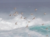 Black-bellied Plover