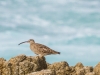 Whimbrel