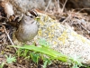 White-crowned Sparrow