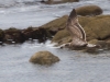 Western Gull