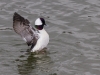 Bufflehead