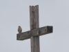 Sharp-shinned Hawk