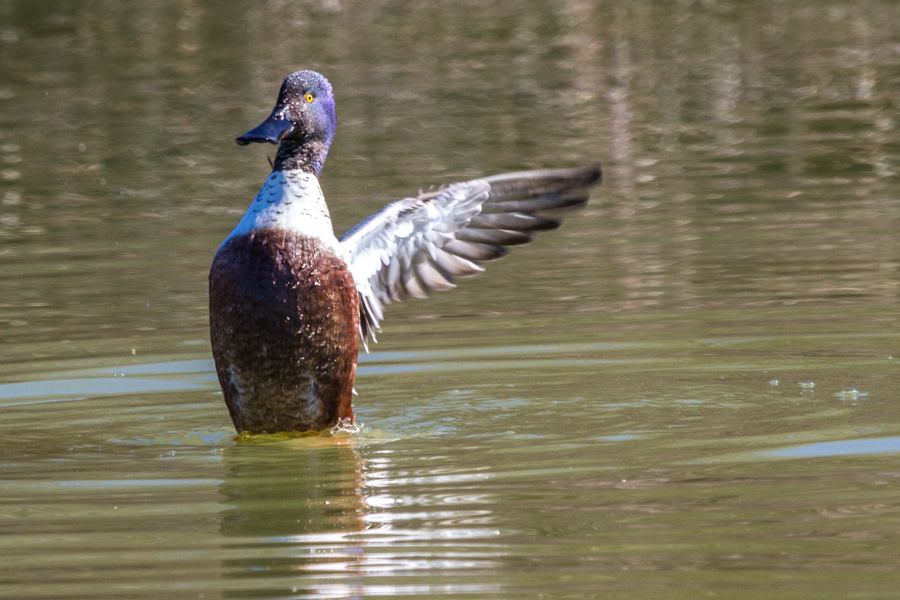 Northern Shoveler