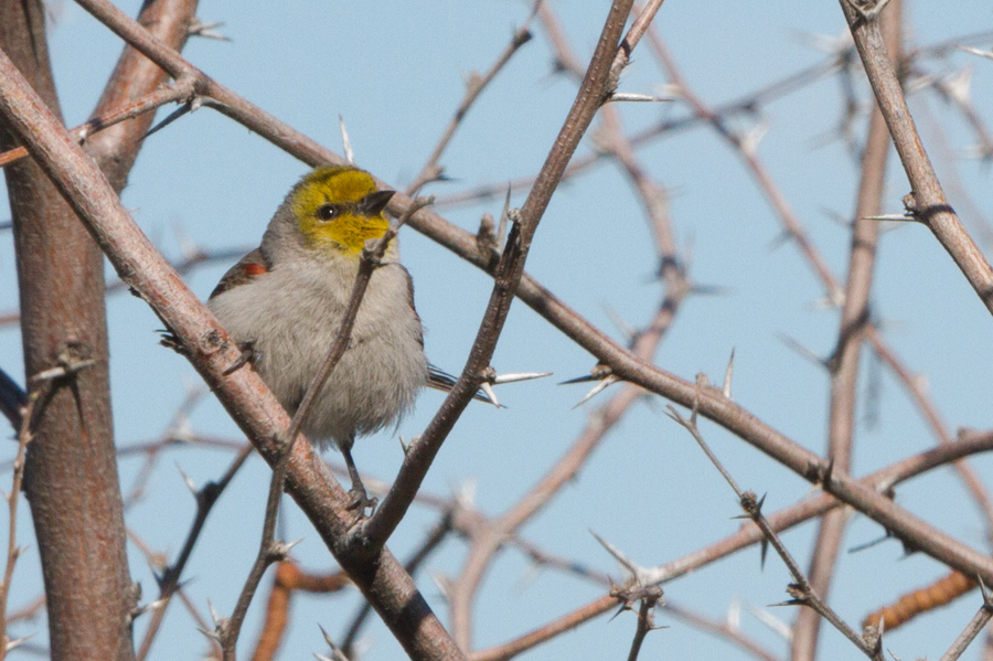 Verdin