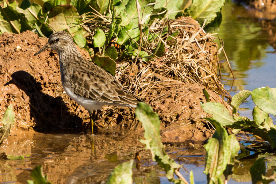 Least Sandpiper.