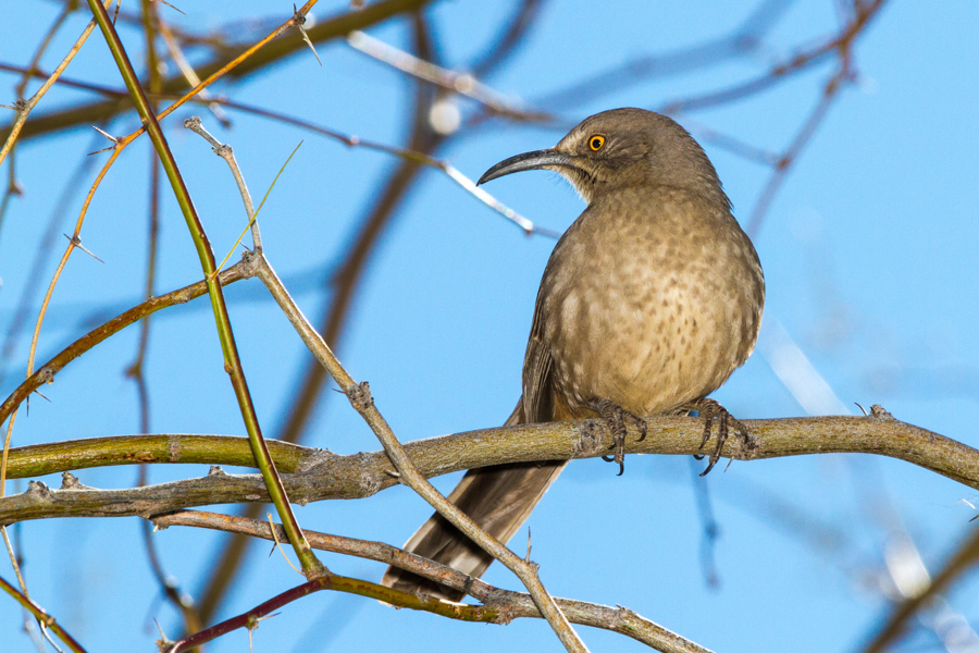 Curve-billed Thrasher