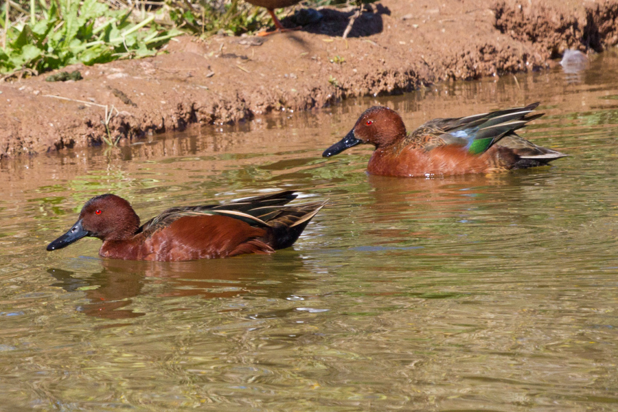 Cinnamon Teal