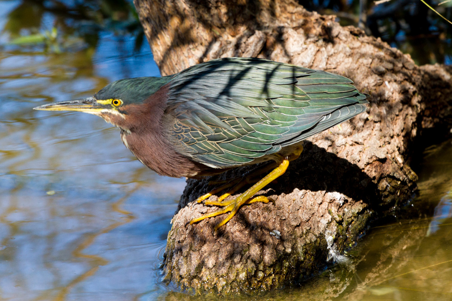 Green Heron