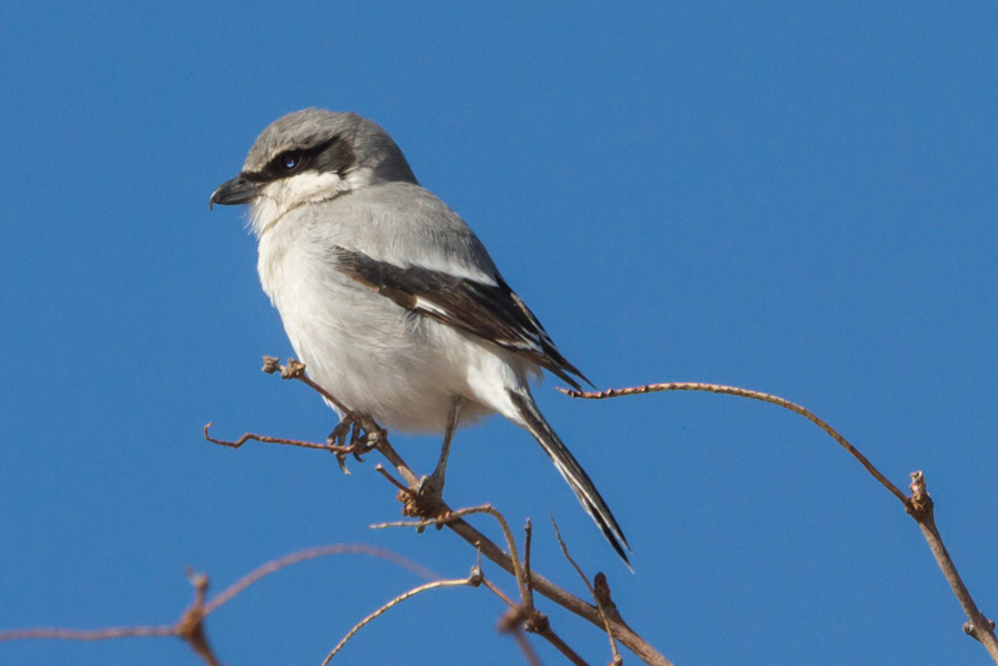 Loggerhead Shrike