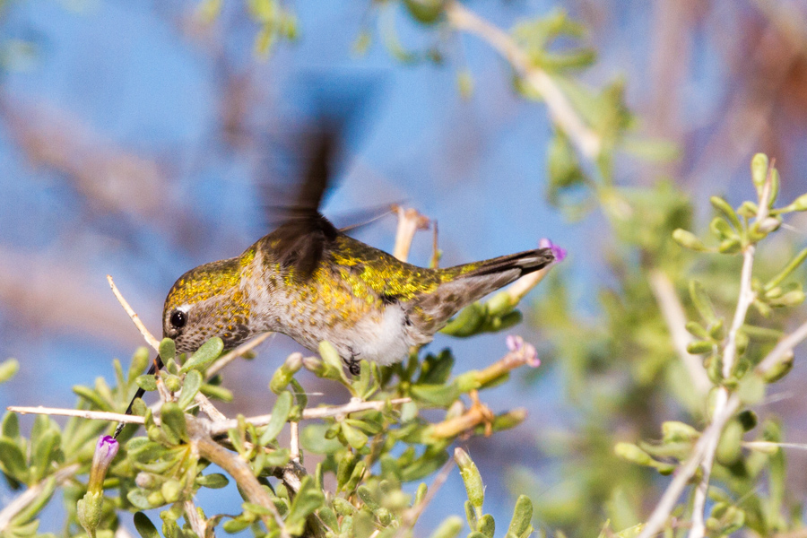 Anna\'s Hummingbird