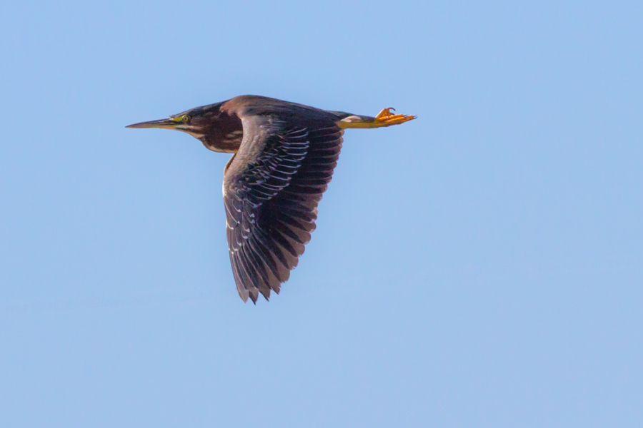 Green Heron