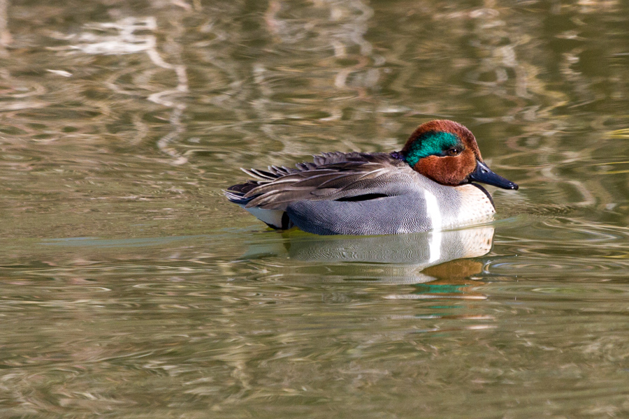 Green-winged Teal