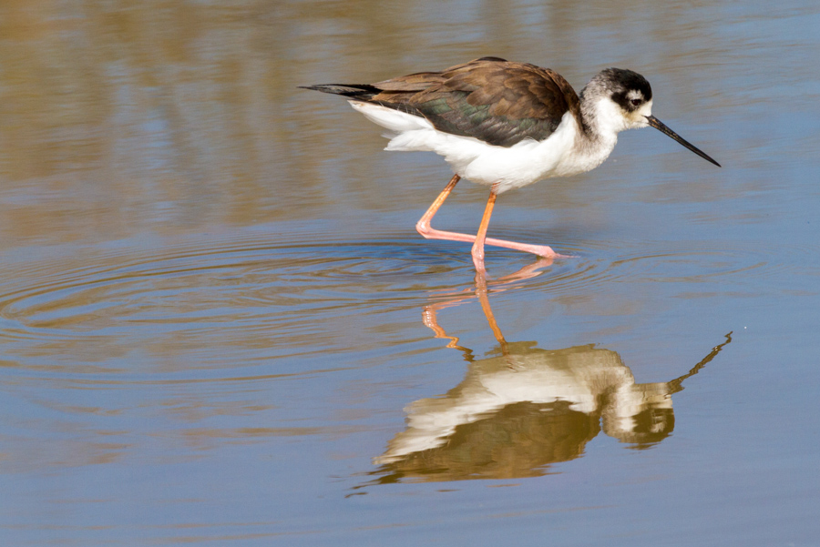 Black-necked Stilt