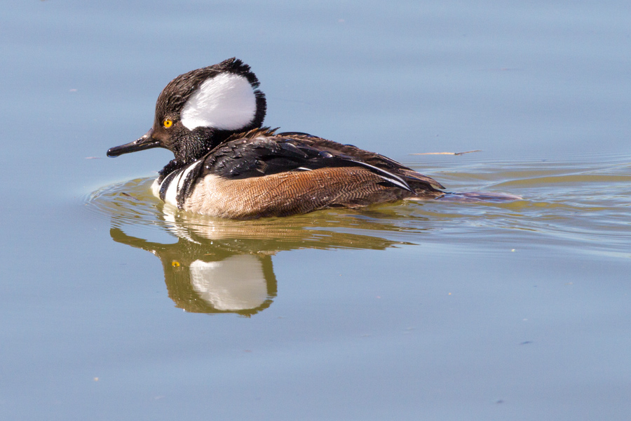 Hooded Merganser