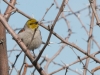 Verdin