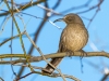 Curve-billed Thrasher