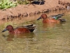 Cinnamon Teal