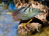 Green Heron