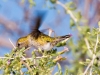 Anna's Hummingbird