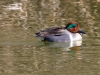 Green-winged Teal