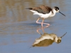 Black-necked Stilt