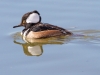 Hooded Merganser