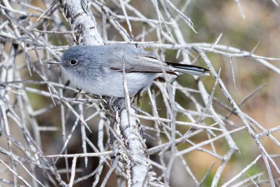 Blue-gray Gnatcatcher