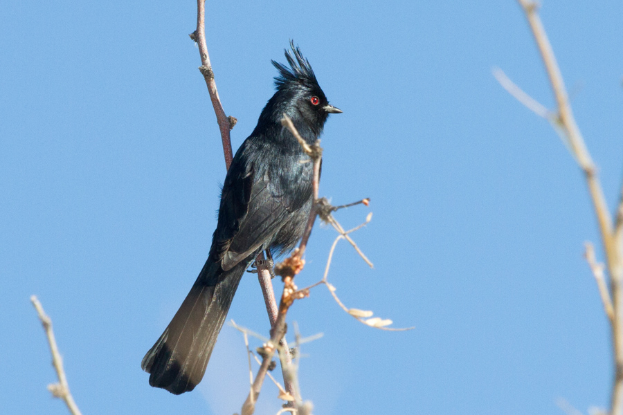 Phainopepla