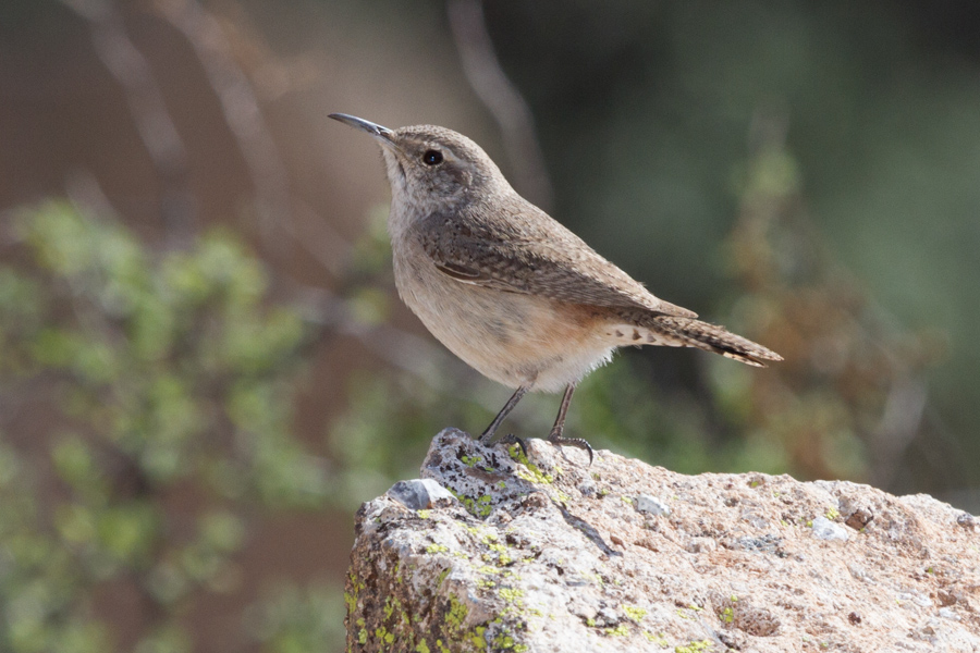 Rock Wren